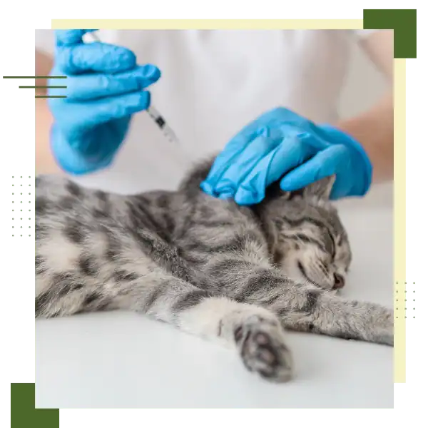 Veterinarian administering vaccine to a relaxed cat with blue gloves.