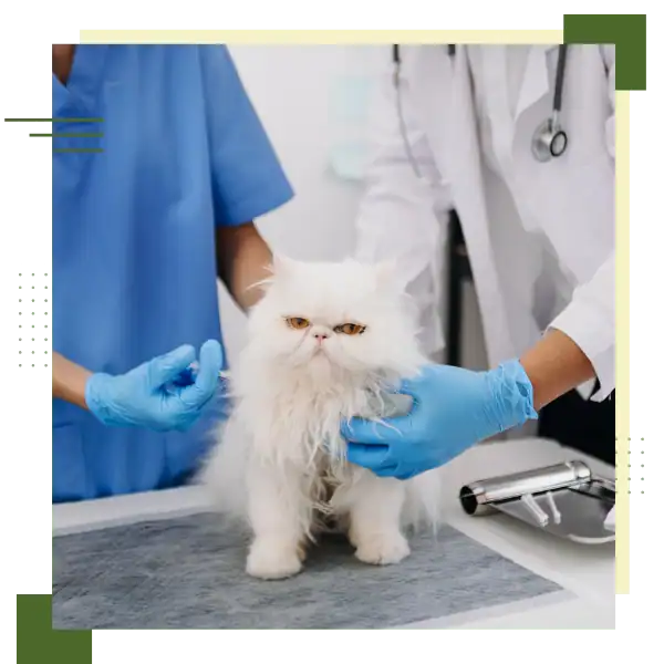 Veterinary team examining a white Persian cat for health assessment.