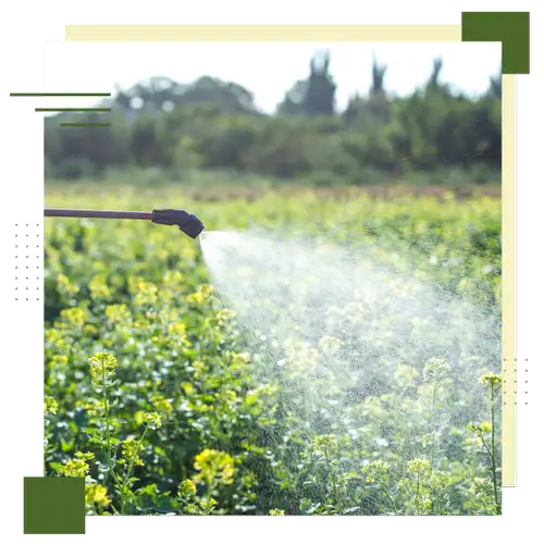 Spraying chemicals on crops to enhance growth and protect against pests in agricultural fields.