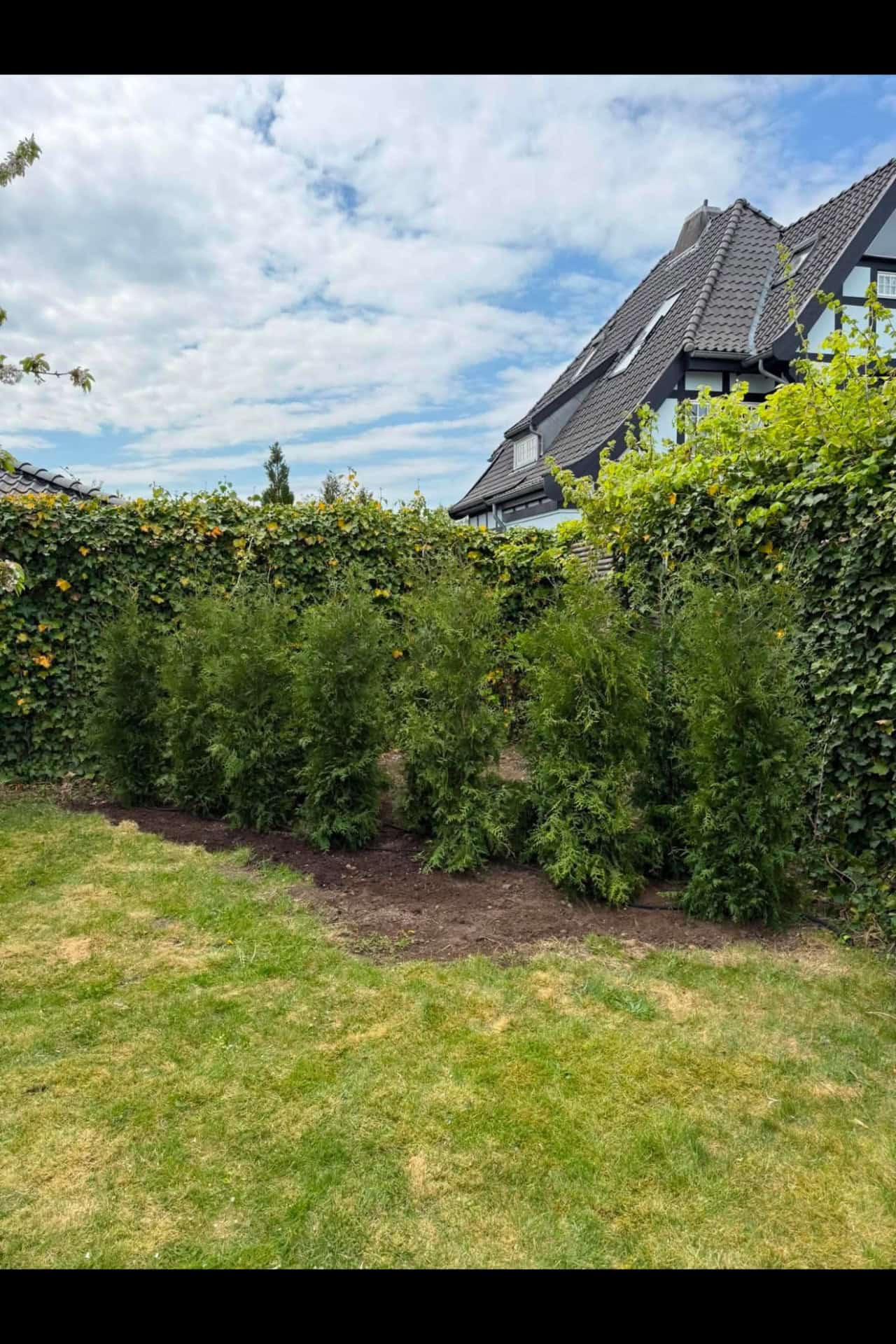 Anlægsgartner i Birkerød har plantet ny hæk