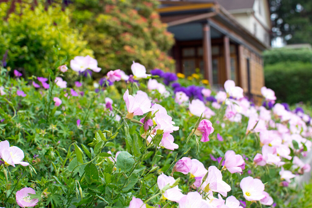 Lush backyard garden