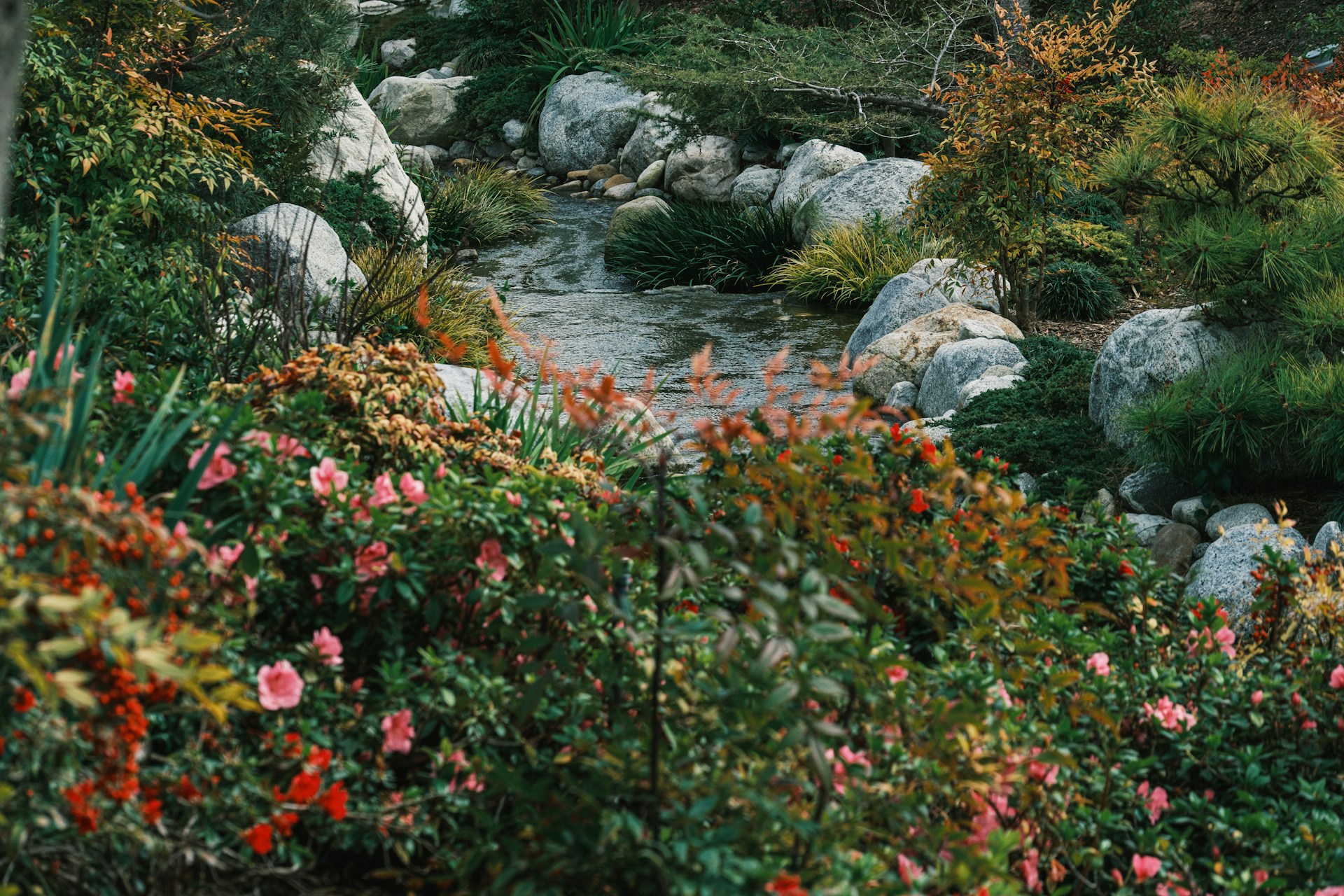 Mature water pond