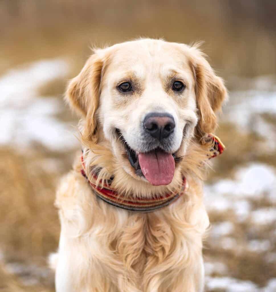Brug for tandrens til hunde eller behandling mod behandler mod paradentose hos hund? Tanddyrlægen står klar til at udføre opgaven.