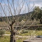 comment tailler un olivier qui a perdu ses feuilles