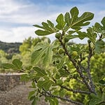 que faire d'un figuier mâle
