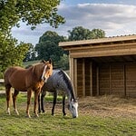 abris chevaux fait maison