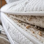 larve d'anthrène matelas