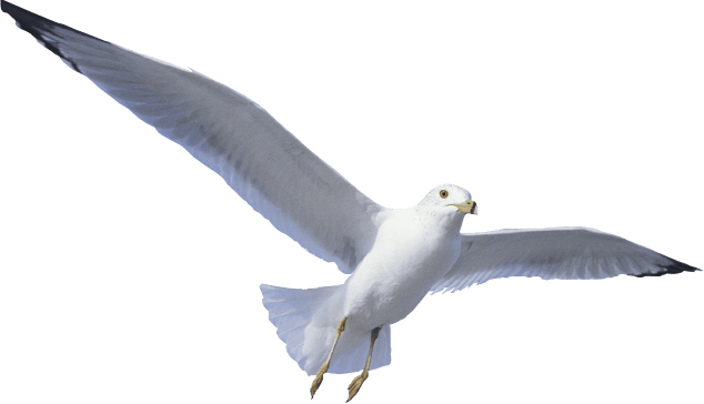 seagull