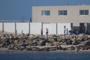 Taking Pics of Seals
