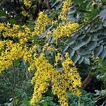 Arbre savonnier