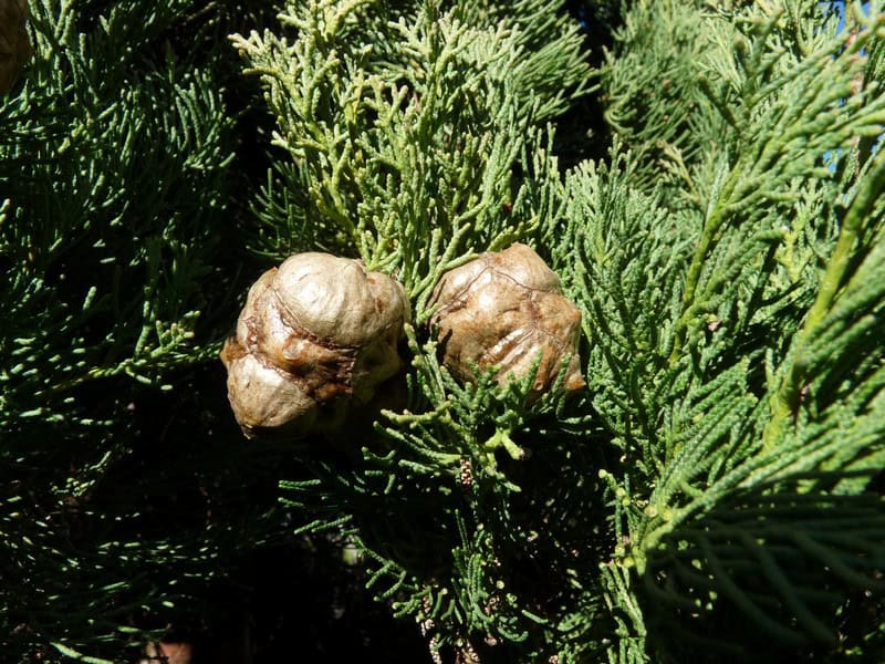 Cupressacées avis