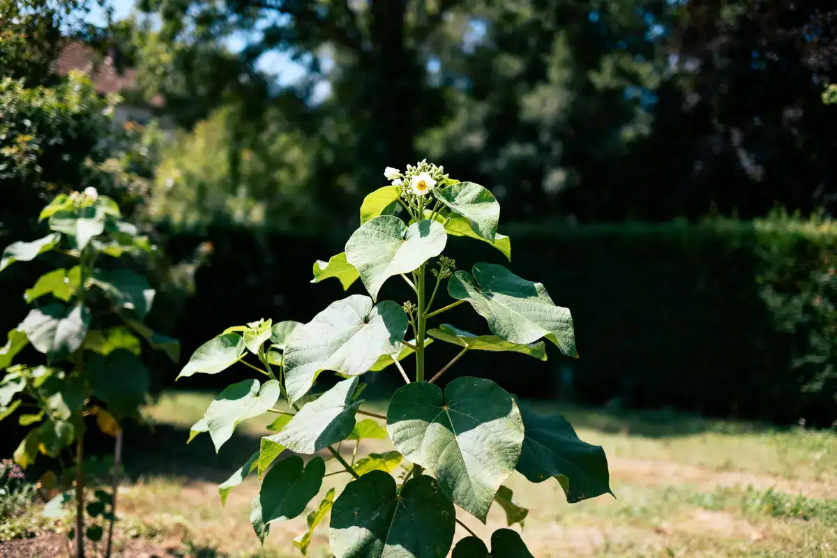 Inconvénients du catalpa