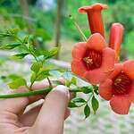 Jasmin aux feuilles rouges