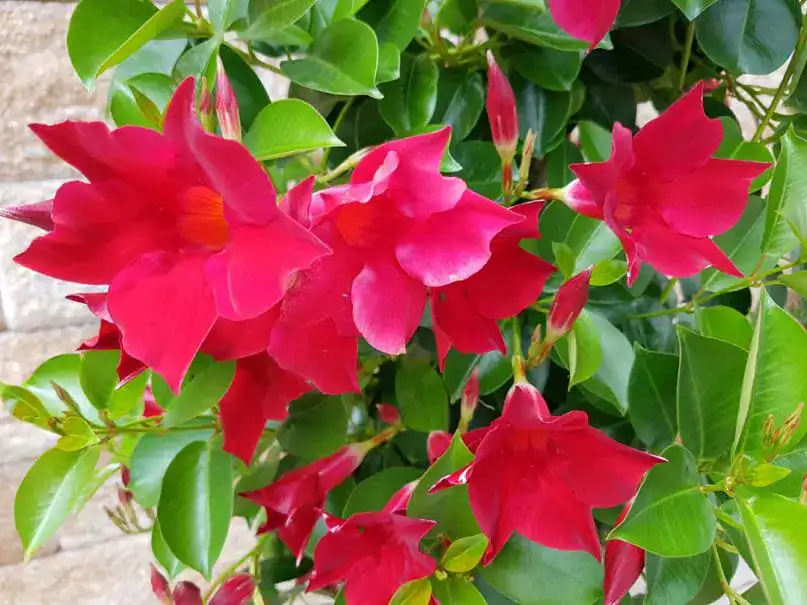 Jasmin aux feuilles rouges culture