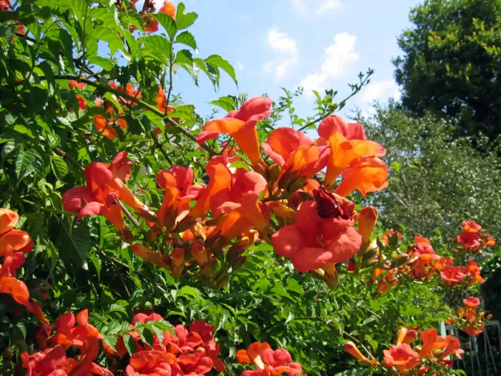 Jasmin aux feuilles rouges entretien