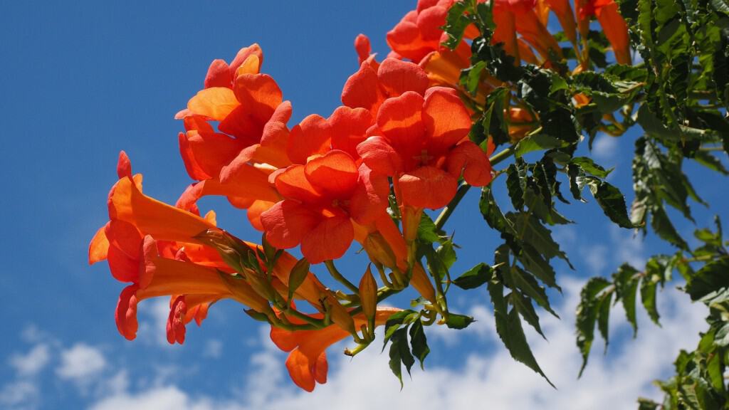 Jasmin aux feuilles rouges
