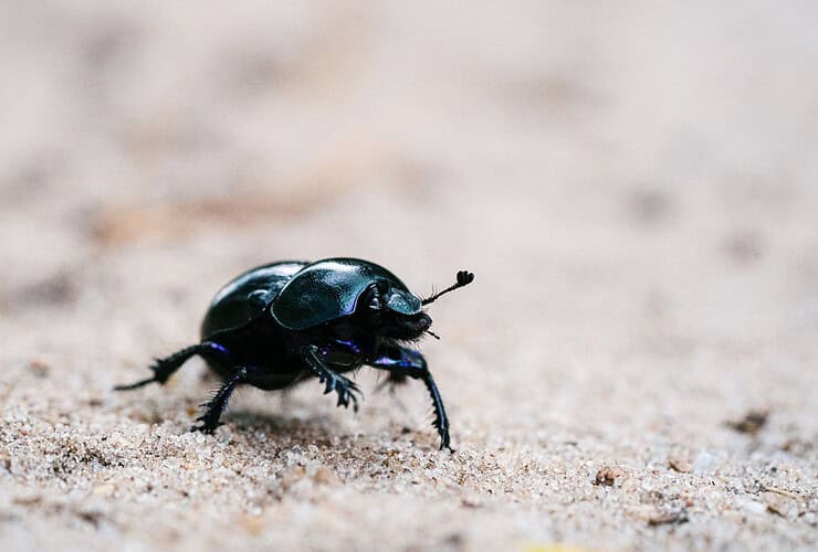 Minuscule insecte noir très petit