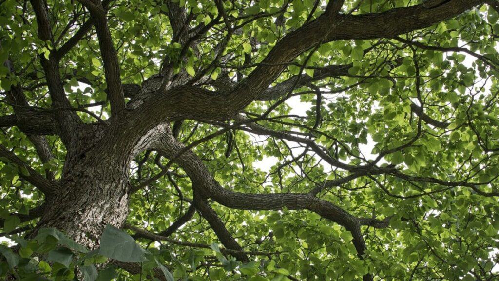 Risques et iconvénients du catalpa