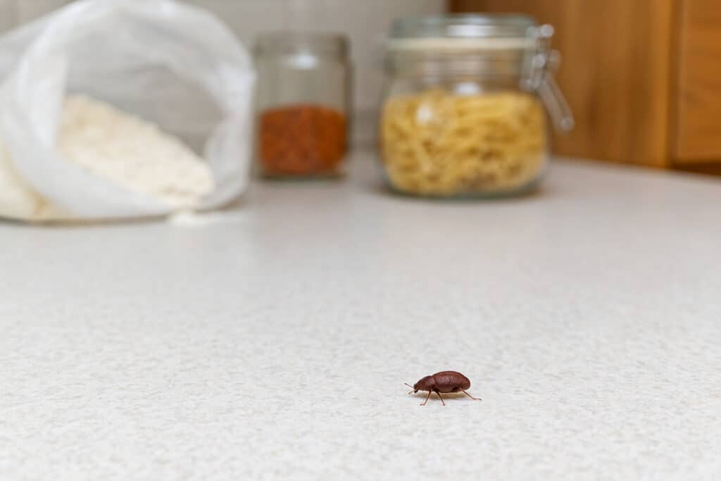 Petite bête marron dans la maison