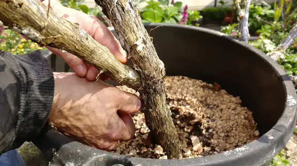 Racines du figuier plante