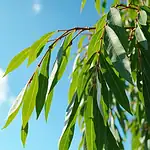 Tailler le saule crevette en été