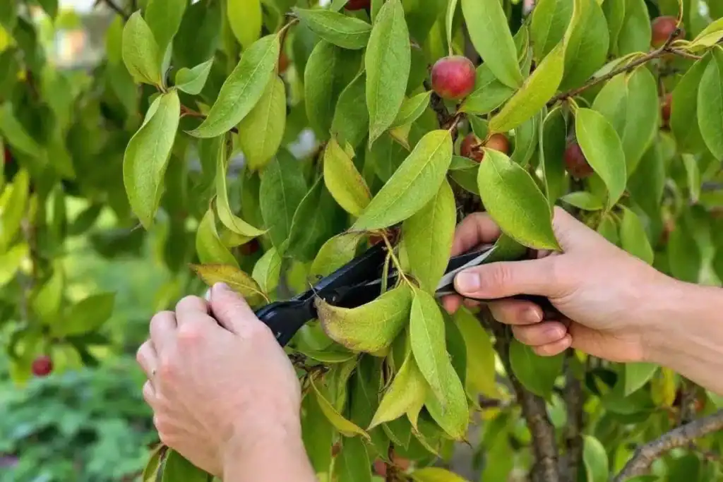 Tailler le saule crevette en été avis