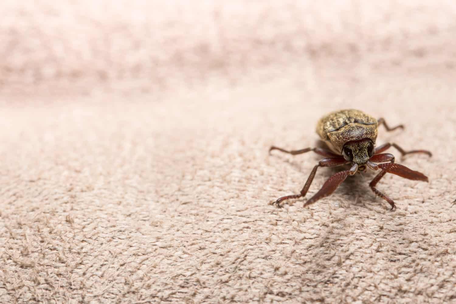 petit insecte marron