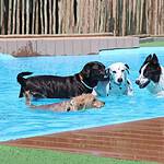 Camping avec piscine pour chien en France