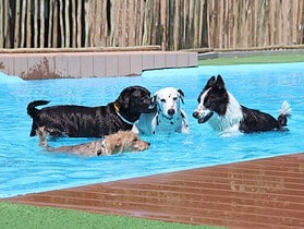 Camping avec piscine pour chien en France