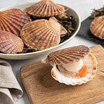 comment ouvrir des coquille st jacques