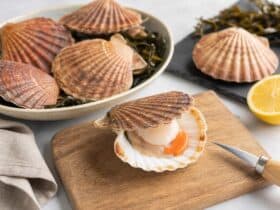 comment ouvrir des coquille st jacques