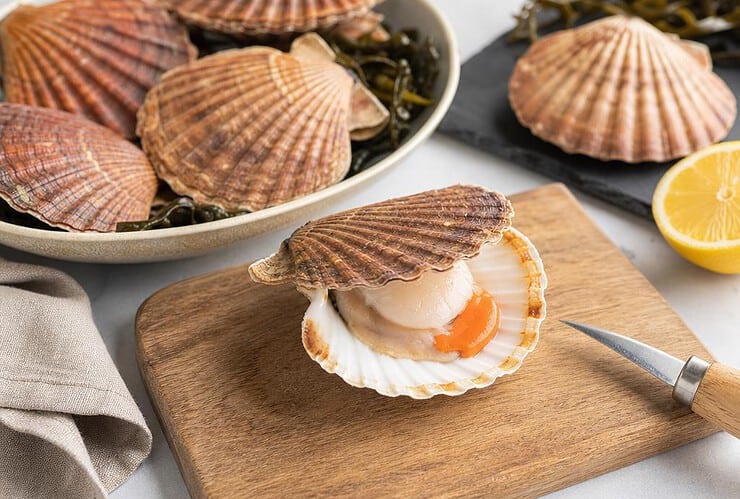 comment ouvrir des coquille st jacques