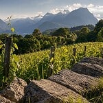 silvado