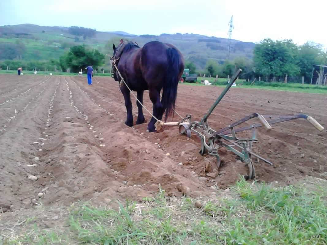 Horse ploughing a field in a rural landscape with hills in the background.
