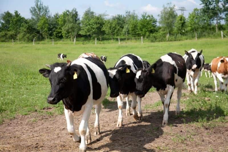 Group of dairy cows grazing on lush green pasture at Ecovillage.