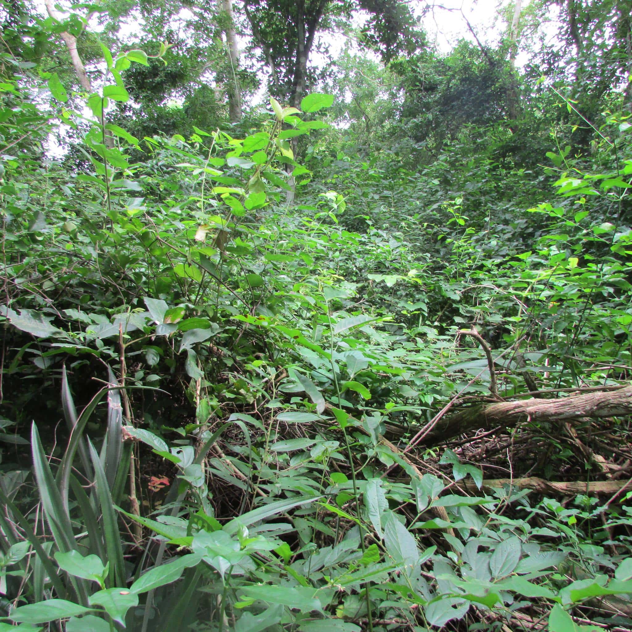 Foret-communautaire.jpg