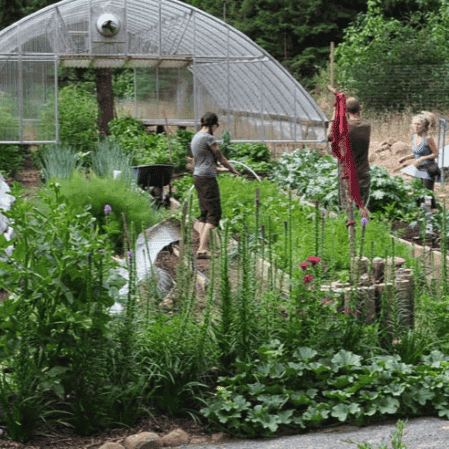 People working together in a lush eco-friendly community garden.