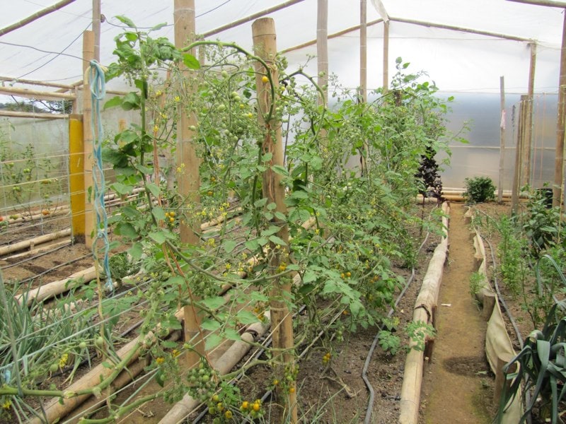 The-Small-Organic-Farm.jpg