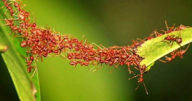ant-bridge.jpg