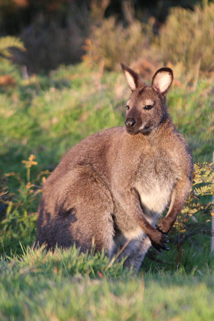 bennets-wallaby-hannah-robertson-7705-2.jpg