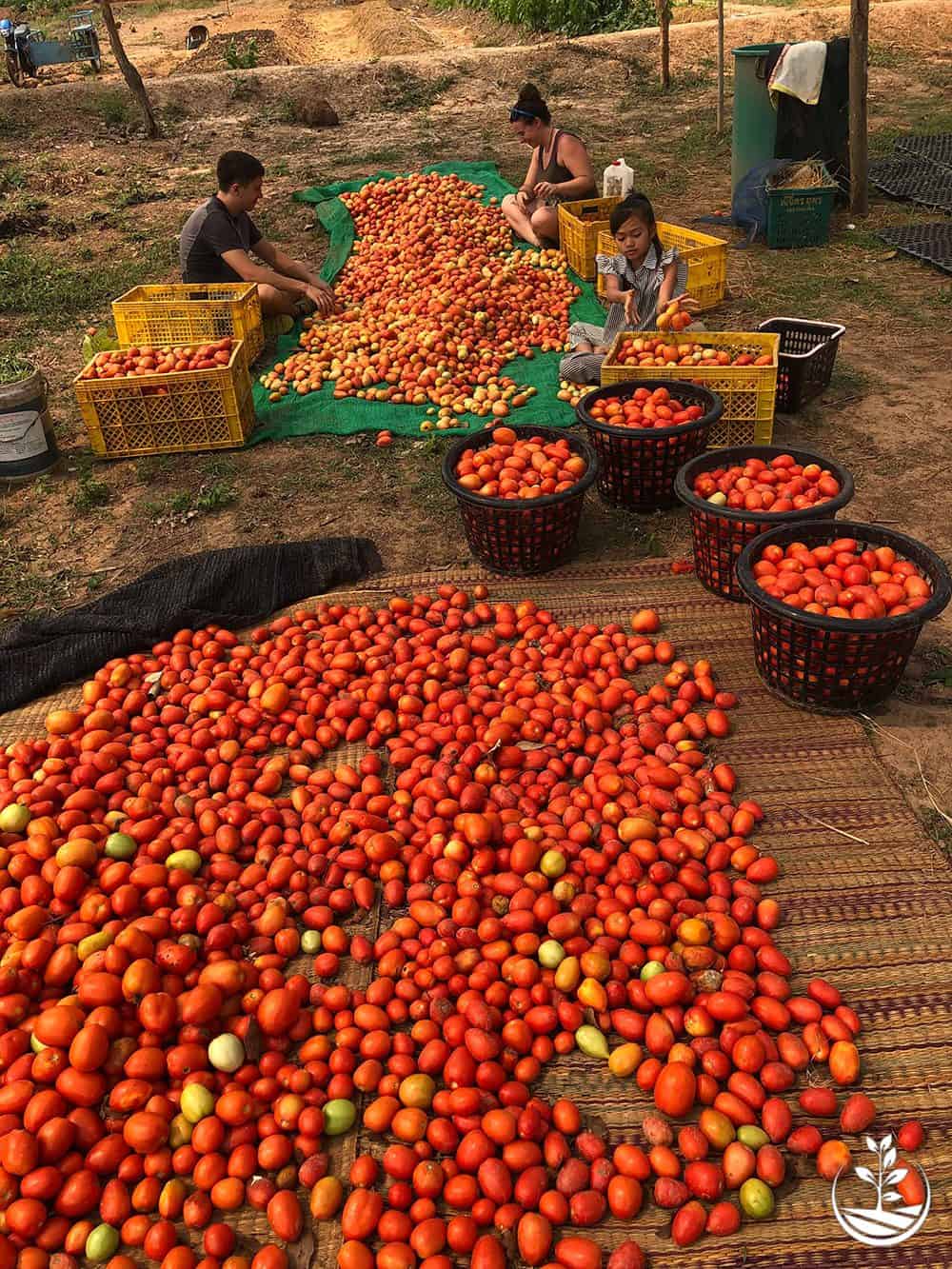 Suwan Organic farmstay photo