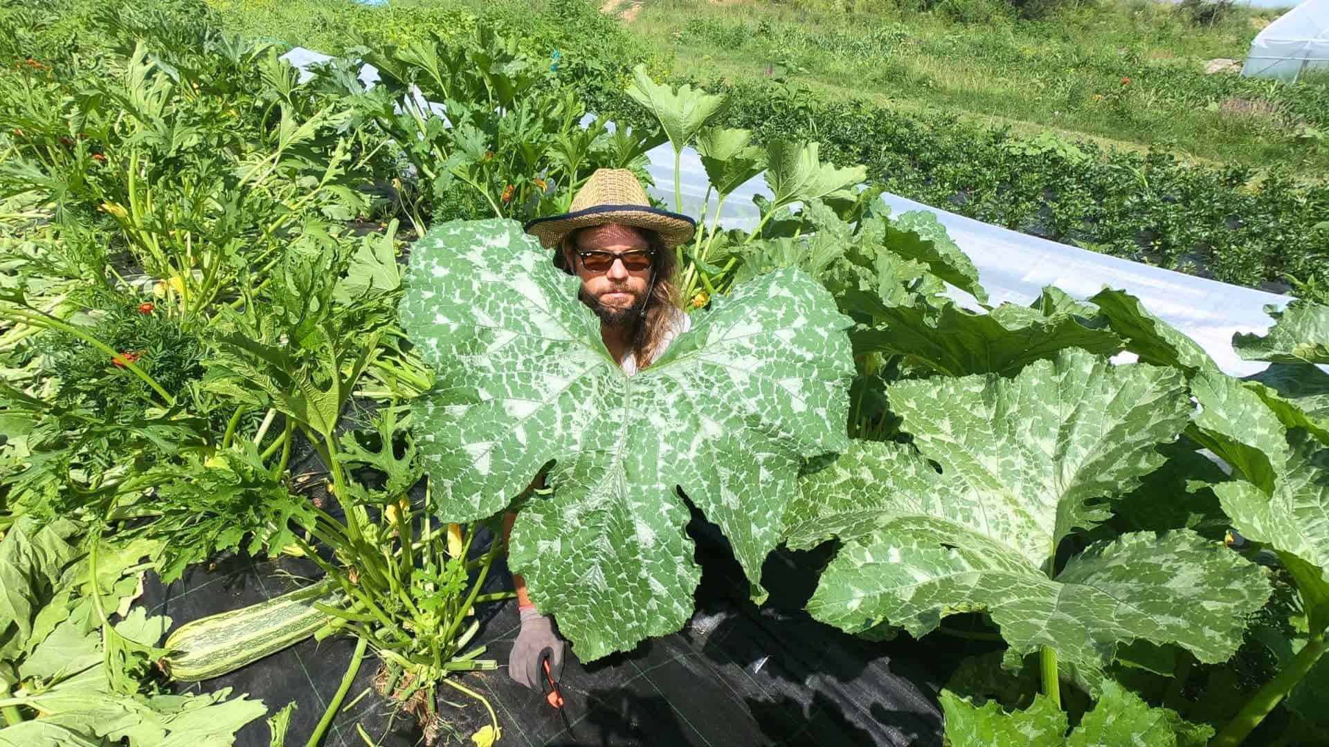 Person in a straw hat among large leafy vegetables in a garden.