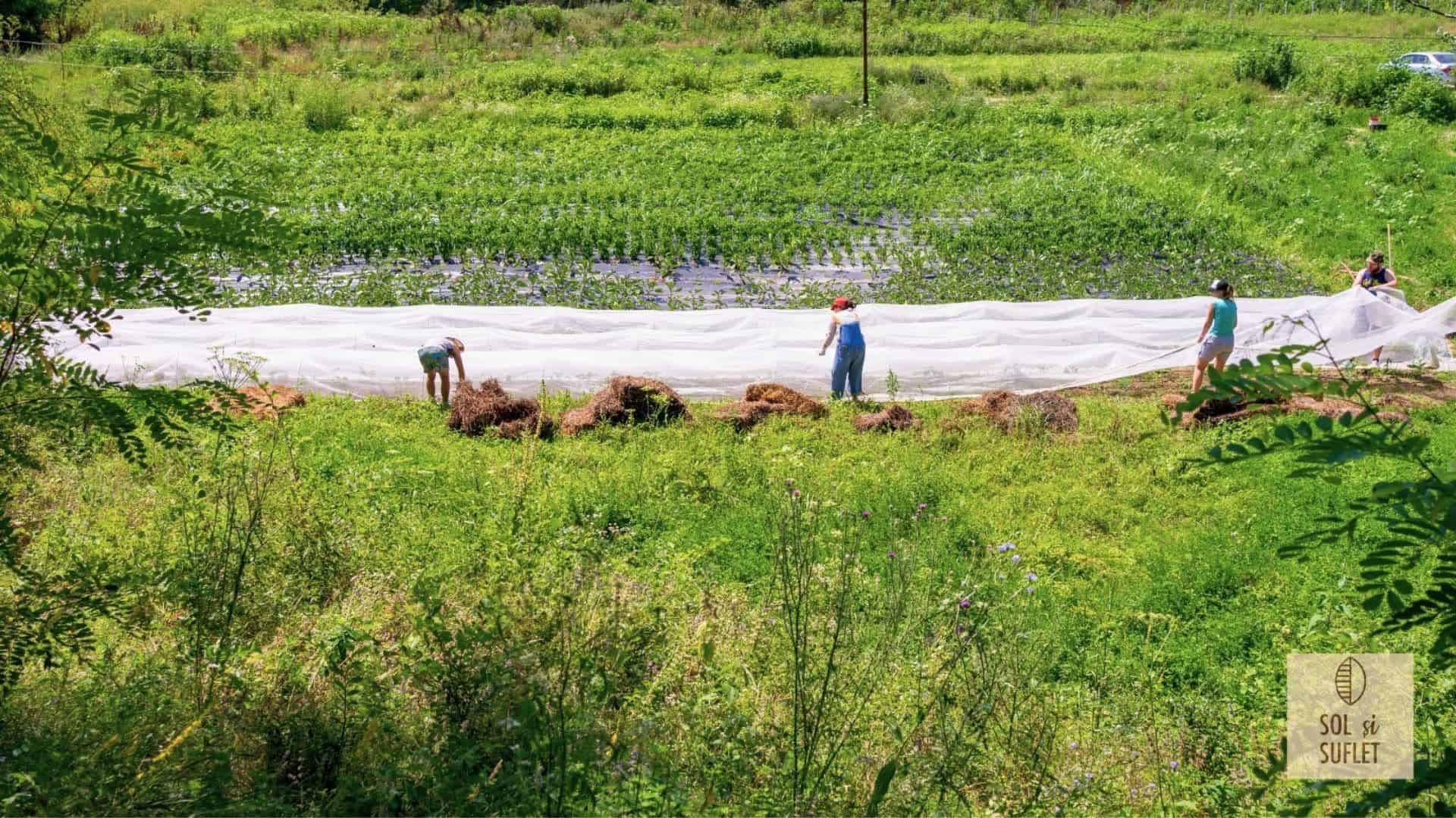 People working together on a large white sheet in a lush green field.