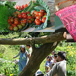 Ecovillage activities including gardening, harvesting, and community gathering in Bioaldeia Arawikay.