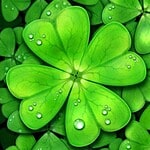 Close-up of green clover leaves with water droplets for eco-friendly themes.