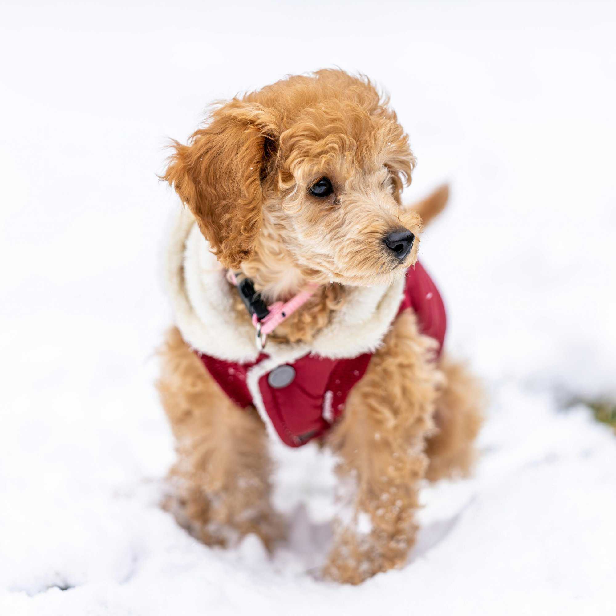 A poodle waiting in the snow for pet transport, with a snowy backdrop.