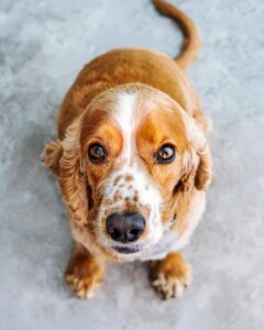 Brown and white dog looking up at the camera, symbolizing a pet awaiting a smooth and stress-free transport.