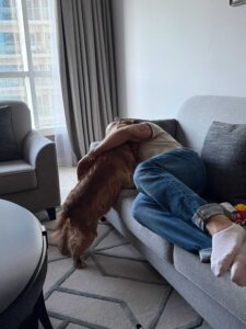Frida, a cocker spaniel, being delivered at home and cuddled by her pet parent after relocation from Italy to the UAE