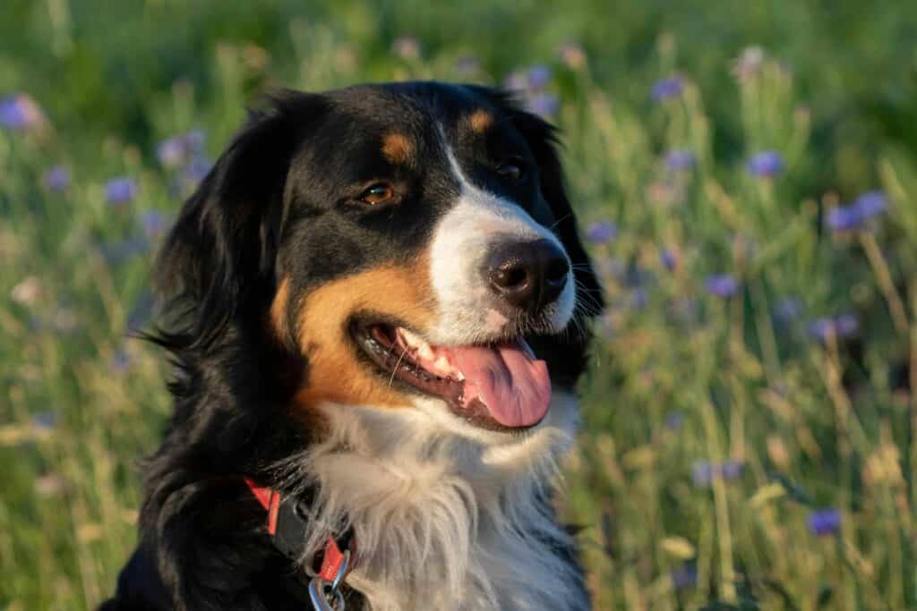 Charming Bernese Mountain Dog in a sunlit field of wildflowers, radiating joy.
