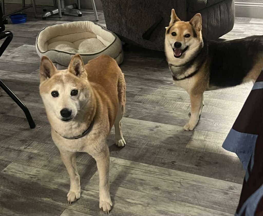 Two dogs standing indoors after arriving safely from their cross-country pet transport journey.